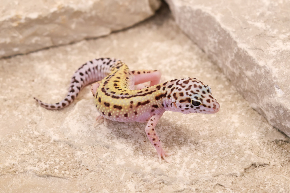 26-186 | Rainbow Stripe Cross Eclipse Probable Gem Snow | Female