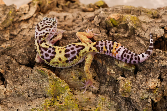 26-101 | Satpuraensis x Super Giant | Female