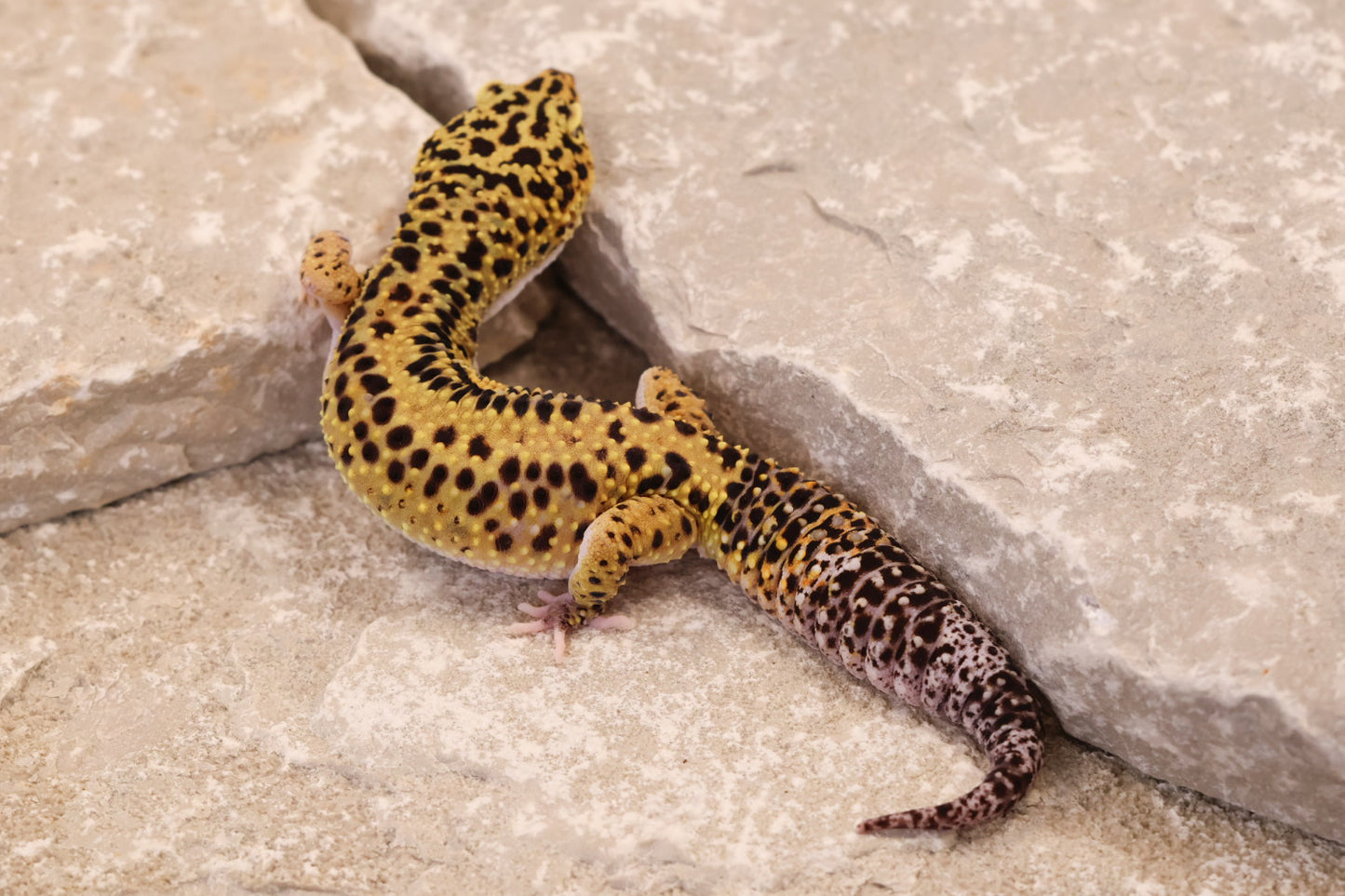 22-247 | Bold Stripe Eclipse | Male