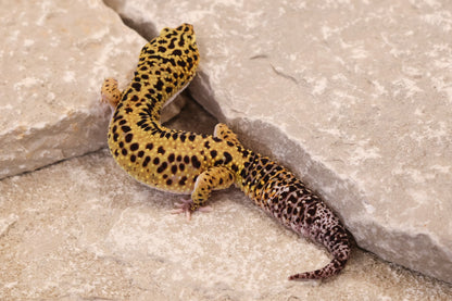 22-247 | Bold Stripe Eclipse | Male