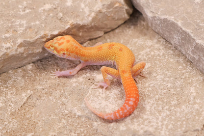 25-214 | RAPTOR | Male
