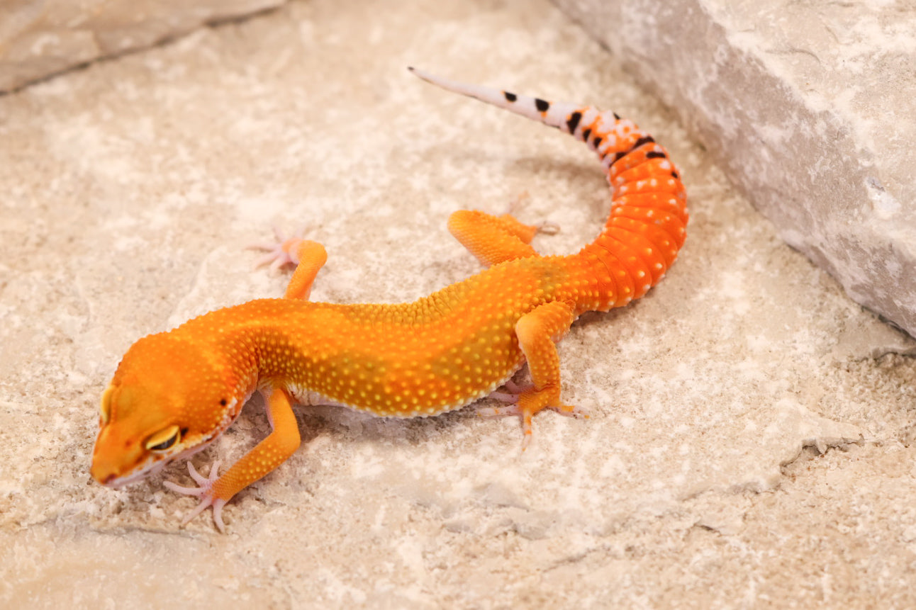 26-142 | Red Diamond/Electric Inferno Tangerine het Tremper Albino | Female