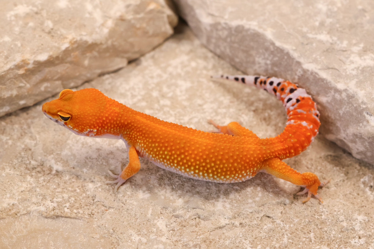 26-187 | Blood/Red Diamond Tangerine het Tremper Albino | Female