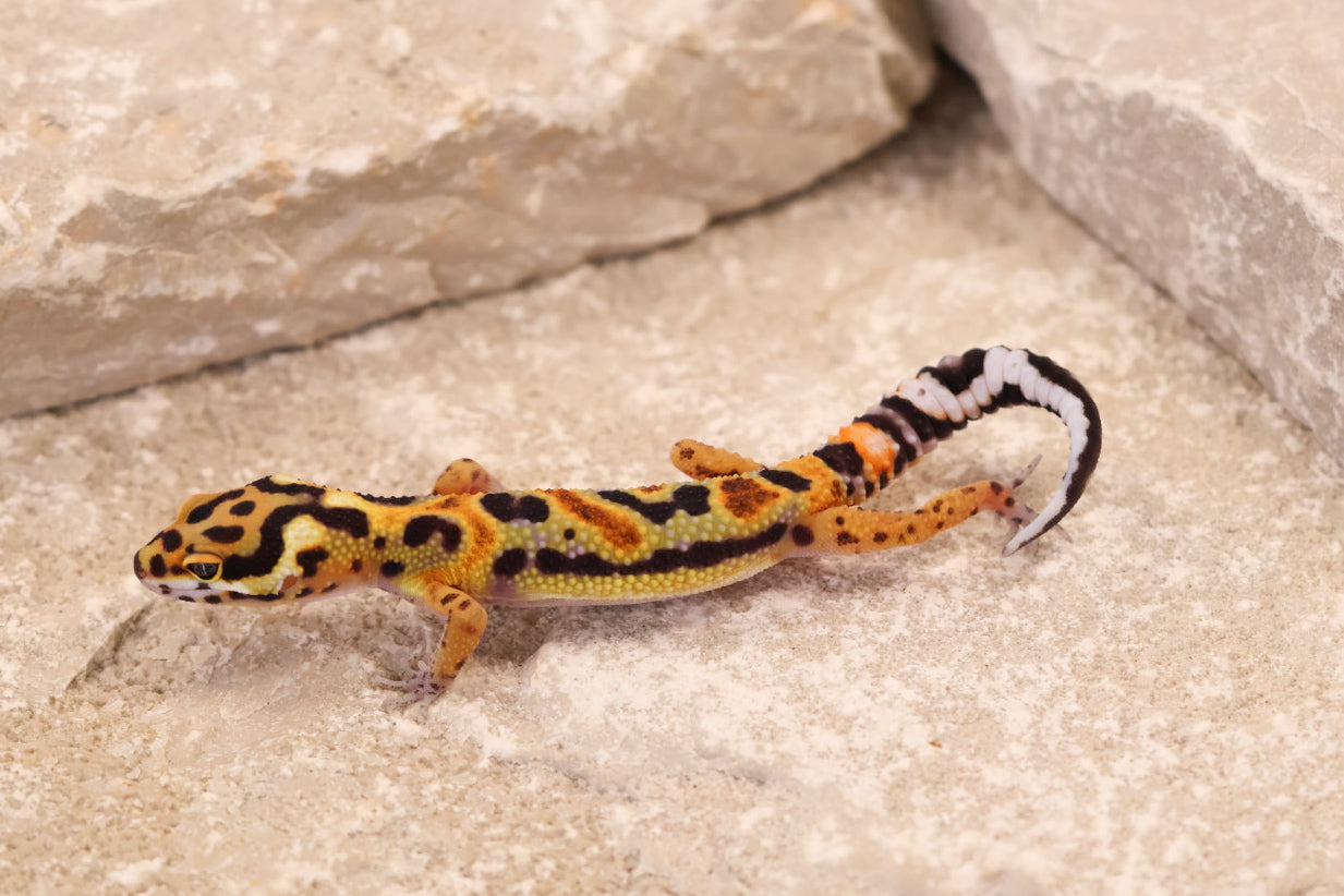26-269 | Original Line Clown | Probable Male