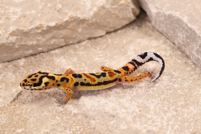26-269 | Original Line Clown | Probable Male