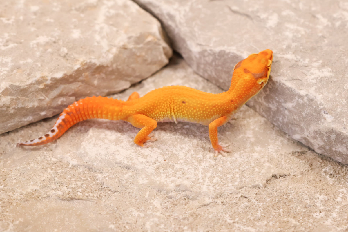 26-376 | Firebold/Red Stripe Tangerine Bell Albino | Female