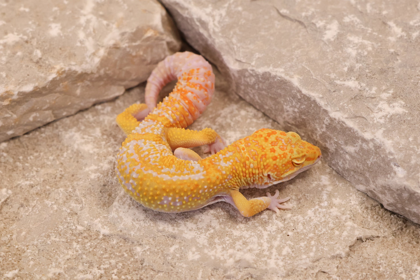 25-028 | Raptor het Murphy's Patternless | Male