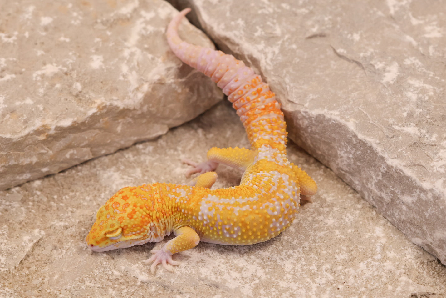 25-028 | Raptor het Murphy's Patternless | Male