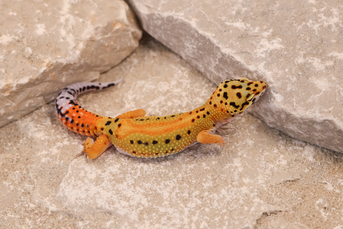 25-165 | Red Stripe Tangerine het Rainwater Albino | Female