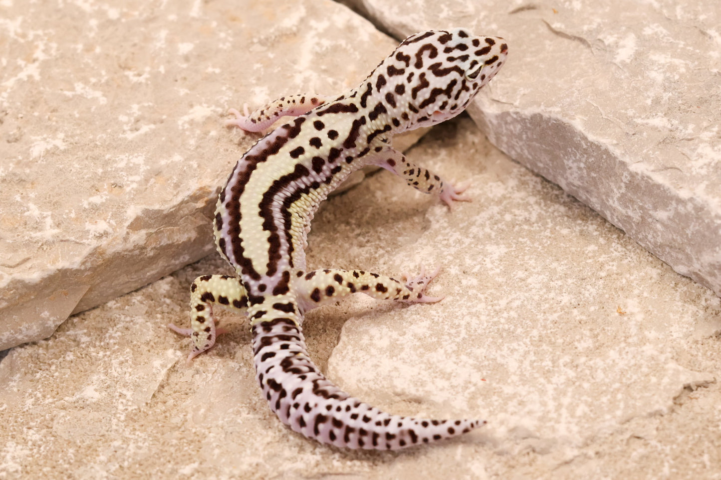 25-084 | Bold Stripe Gem Snow | Male