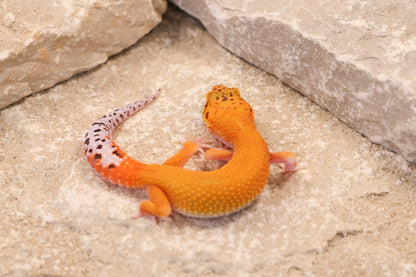 26-261 | Black Blood Cross Melanistic Tangerine Eclipse | Female