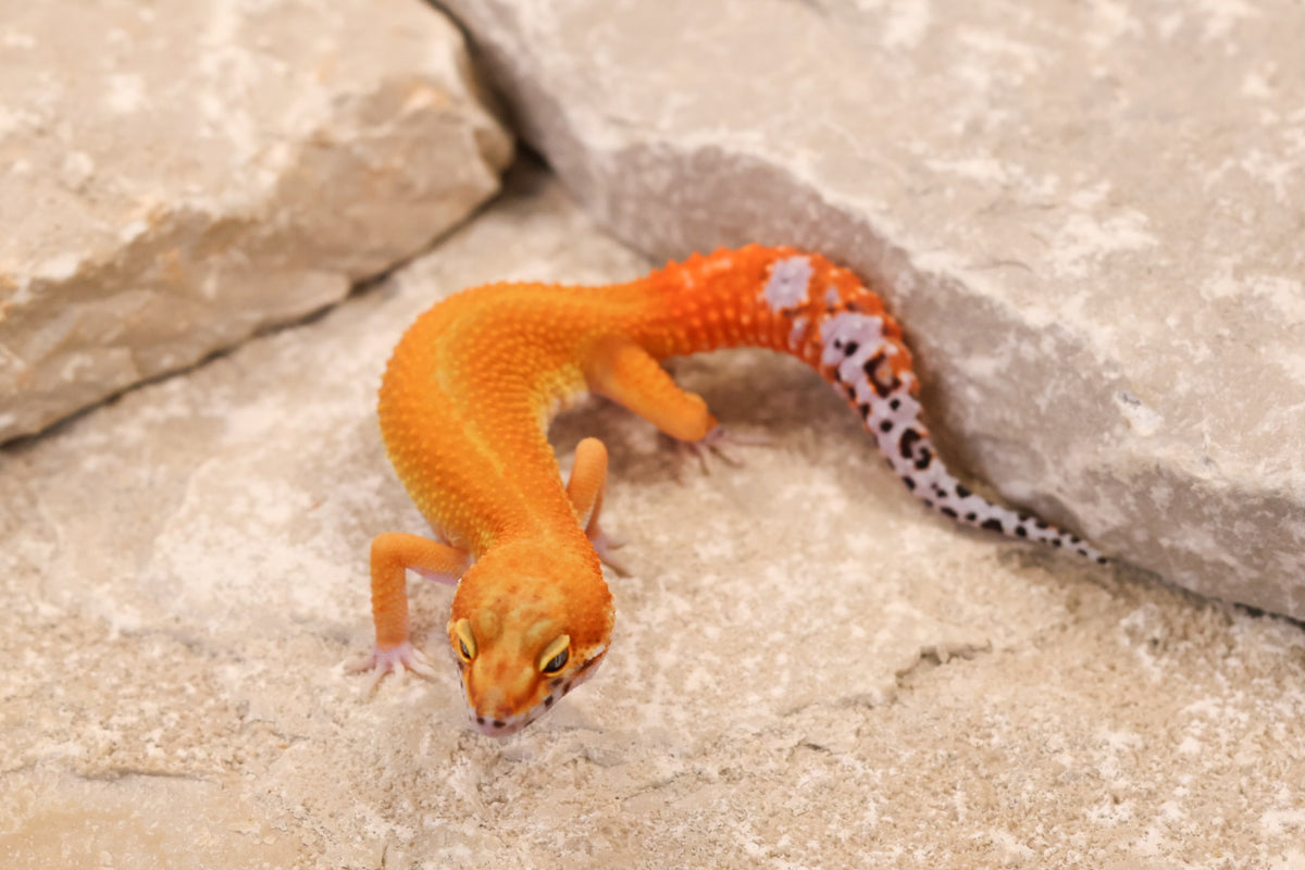 26-038 | Tangerine het Eclipse | Female