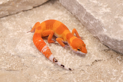 26-111 | Tangerine | Female