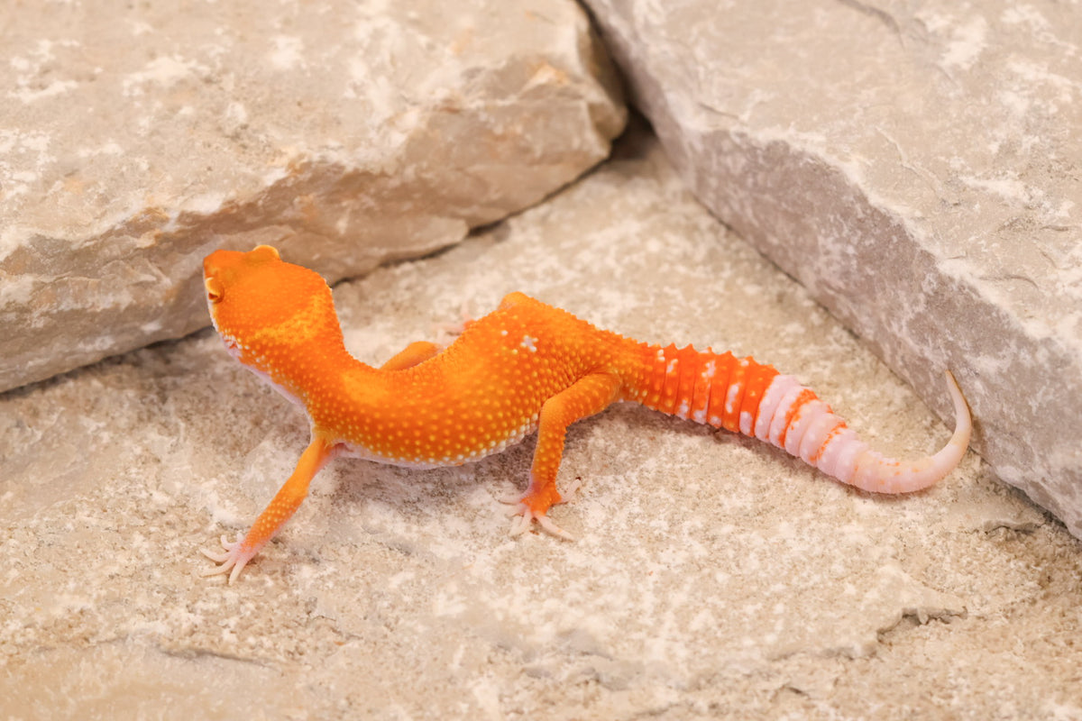 26-264 | Blood/Red Diamond Tangerine Tremper Albino | Female