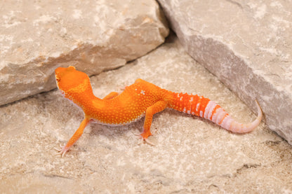 26-264 | Blood/Red Diamond Tangerine Tremper Albino | Female