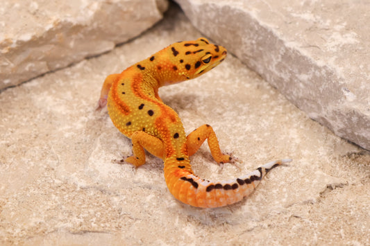 26-079 | Clown 66% het Tremper Albino | Female