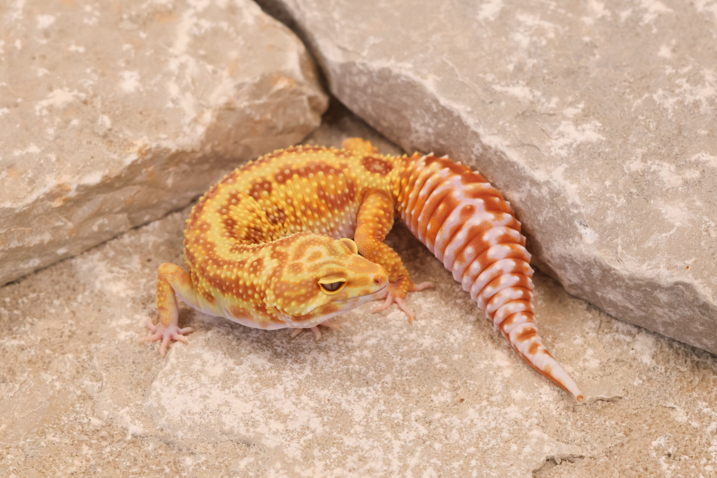 23-277 | Striped Mack Snow Rainwater Albino | Female