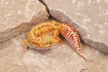 23-277 | Striped Mack Snow Rainwater Albino | Female