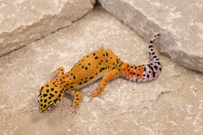 25-080 | Afghan Tangerine het Raptor | Female