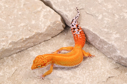 25-172 | Red Stripe Tangerine | Female