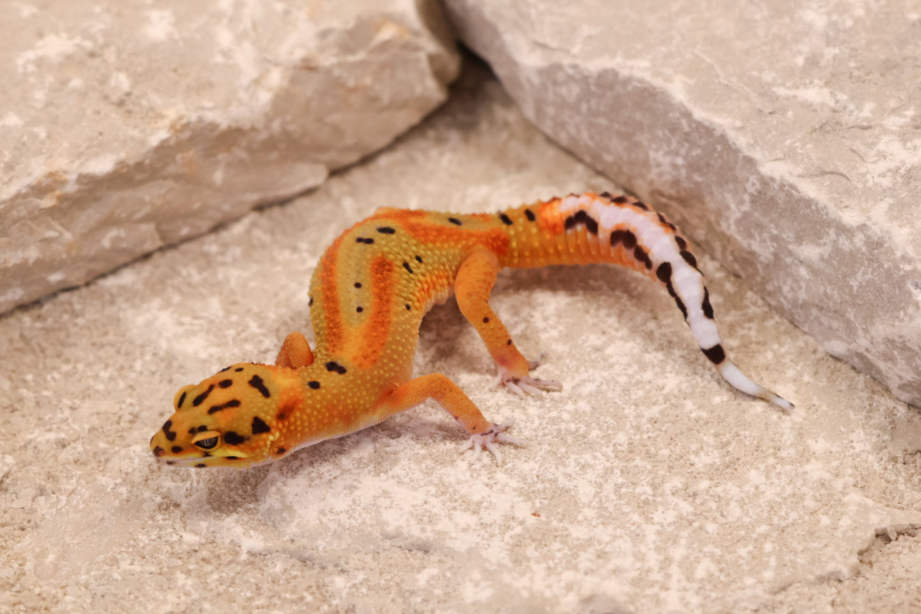 26-079 | Clown 66% het Tremper Albino | Female
