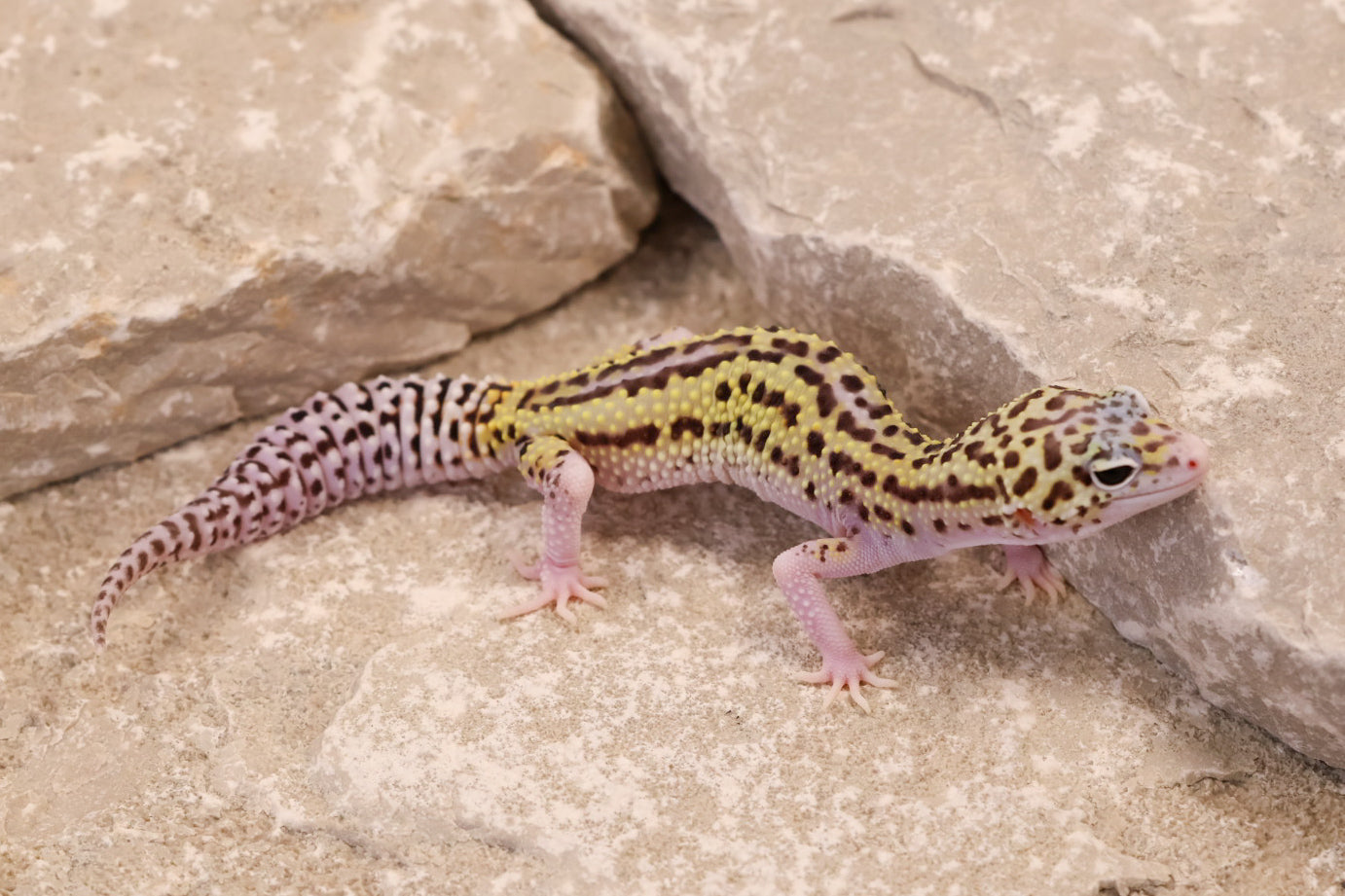 25-204 | Black Night Cross Bold Mack Snow Eclipse | Female