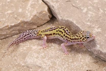 25-204 | Black Night Cross Bold Mack Snow Eclipse | Female