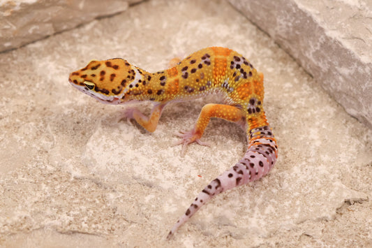 25-224 | Tangerine het Murphy's Patternless | Male