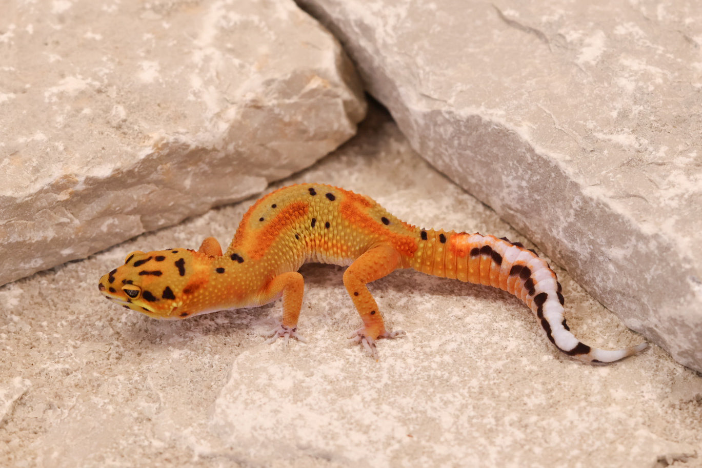 26-079 | Clown 66% het Tremper Albino | Female
