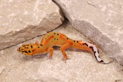 26-079 | Clown 66% het Tremper Albino | Female