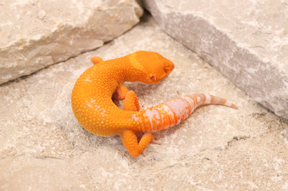 26-332 | BNMT/Blood Emerine Melanistic Tangerine Tremper Albino | Female