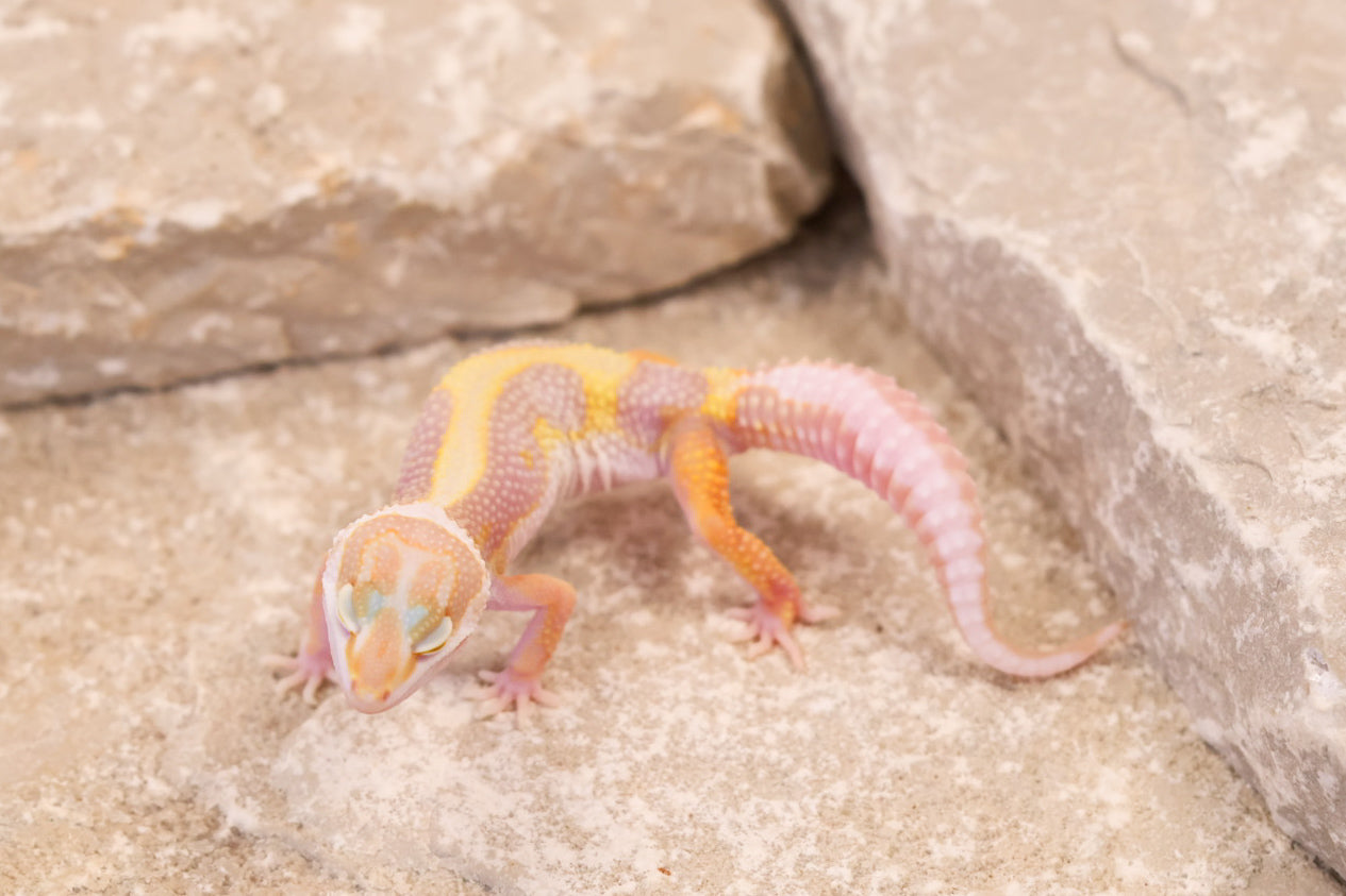 26-090 | Tremper Albino Bold Bandit | Female