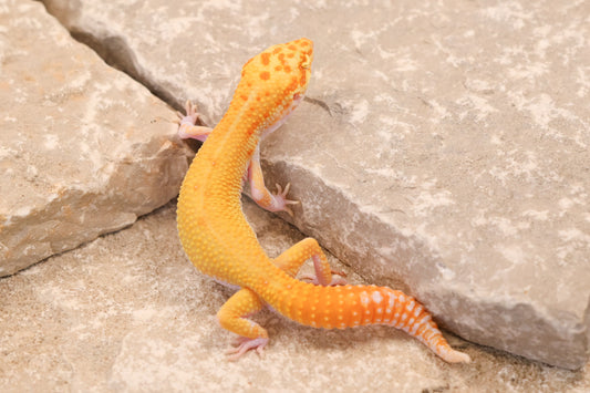 25-214 | RAPTOR | Male