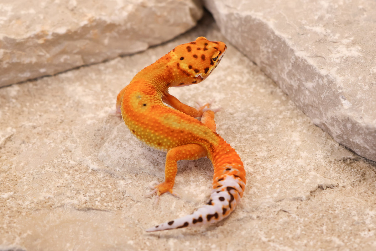 26-042 | Clown/Electric Inferno Tangerine | Female