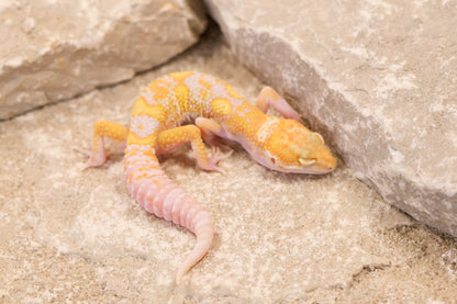 26-113 | Raptor het Murphy's Patternless | Male
