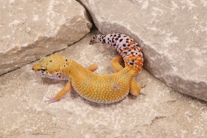 25-018 | Creamsicle | Female