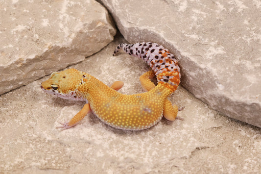 25-018 | Creamsicle | Female
