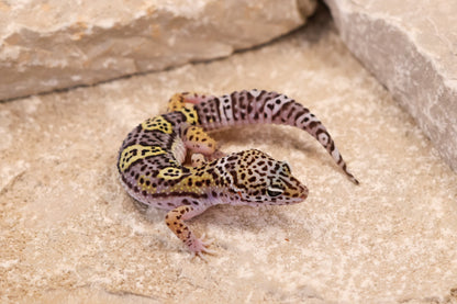 26-411 | Black Night Cross Albey Snow 66% het Rainwater Albino | Male