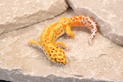 24-008 | Striped Tangerine Bell Albino | Male