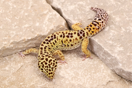 22-107 | Super Giant het Raptor | Male