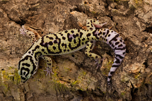 26-175 | E.m. afghanicus | Female