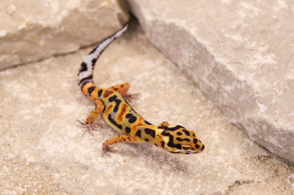 26-269 | Original Line Clown | Probable Male