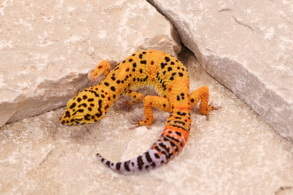 25-162 | Afghan Tangerine het Raptor | Female