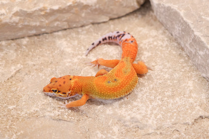 26-042 | Clown/Electric Inferno Tangerine | Female