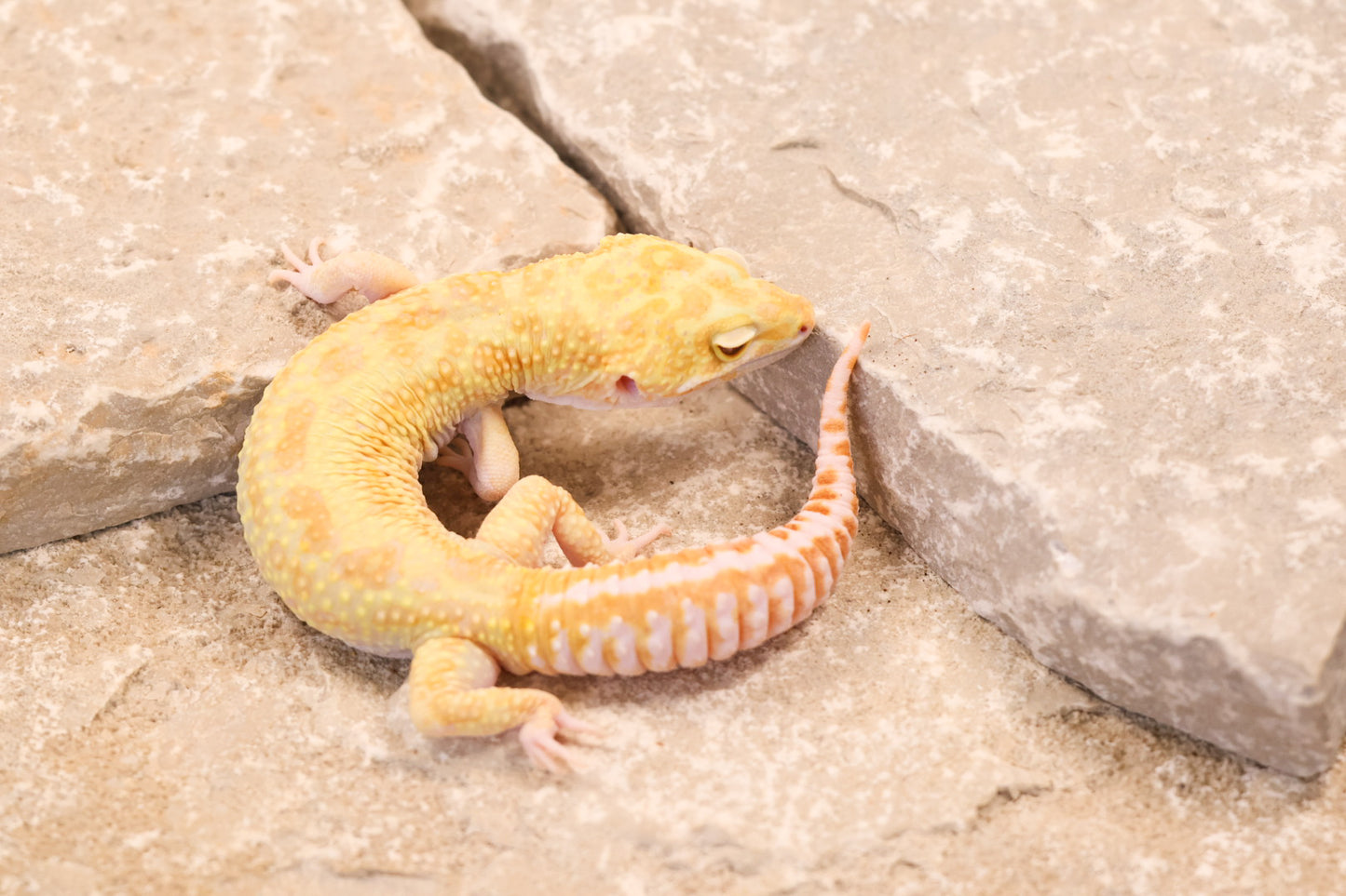 17-072 | Retired Breeder Albino | Male