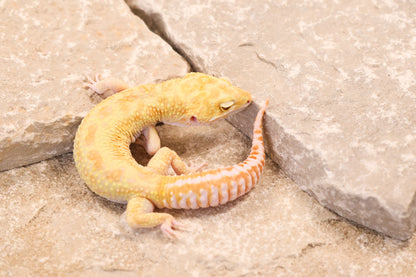 17-072 | Retired Breeder Albino | Male