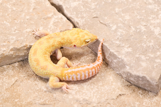 17-072 | Retired Breeder Albino | Male