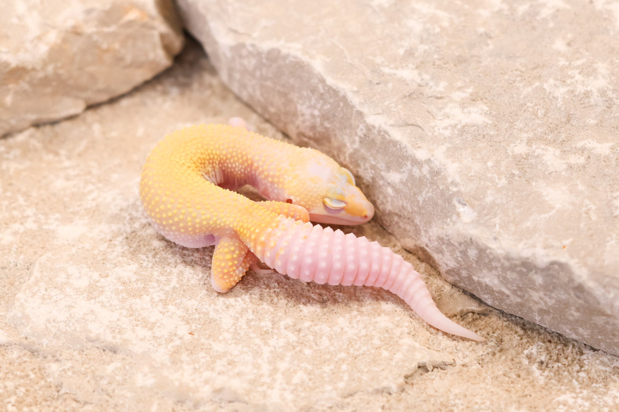 26-198 | Snowflake | Female