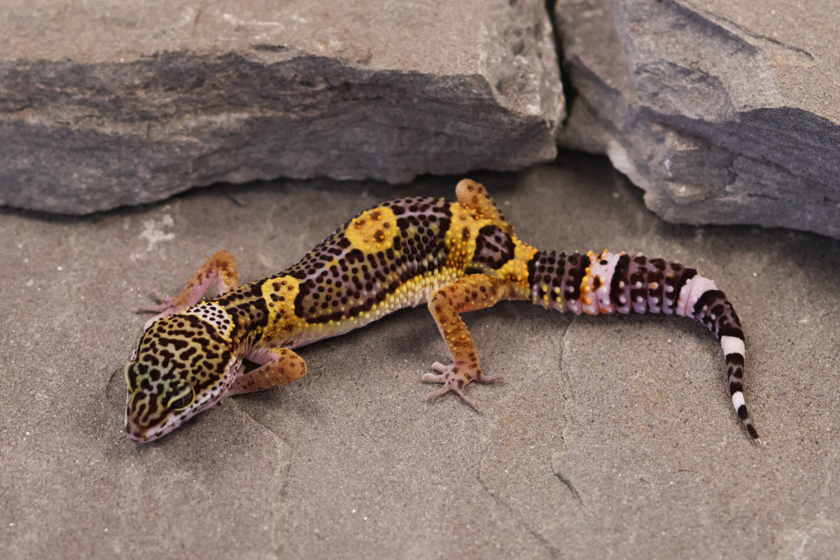 26-373 | Black Night/Purple Head Melanistic Tangerine | Female