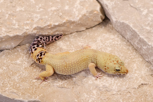22-492 | Pet Only Retired Breeder | Male
